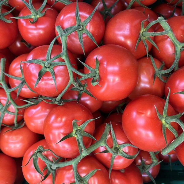 TOMATOES-10KG CASE LG TRUSS-NZ