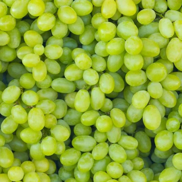 GRAPES-GREEN-AUS/USA/MEX/CHIL