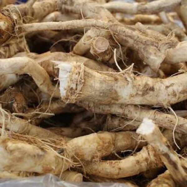 HORSERADISH-100G BAG FROZ