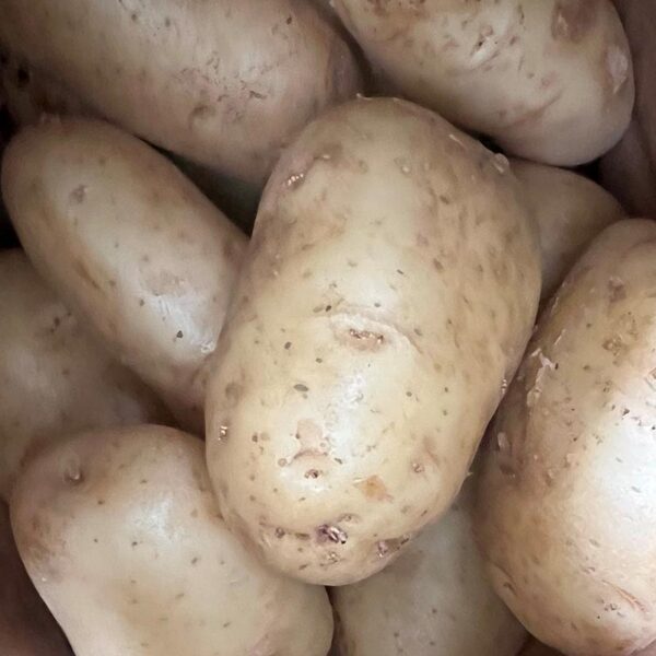 POTATOES-10KG WASH WHITE-NZ