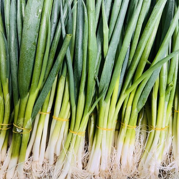 SPRING ONIONS-30CT CASE-NZ
